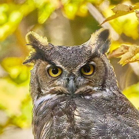 Great Horned Owl. Hockanum River Linear Trail, East Hartford, CT USA by Paul Danese is licensed under CC BY-SA 4.0.